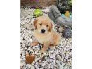Golden Retriever Puppy for sale in Cameron, NC, USA