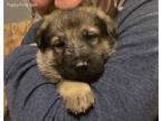 German Shepherd Dog Puppy for sale in Gloucester, MA, USA