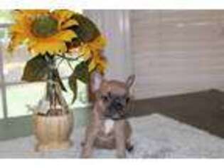 French Bulldog Puppy for sale in Augusta, GA, USA