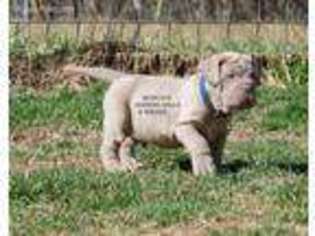 Neapolitan Mastiff Puppy for sale in Rogersville, MO, USA