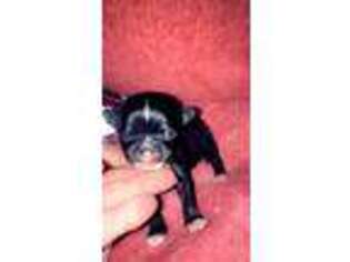 Chihuahua Puppy for sale in Hartford City, IN, USA