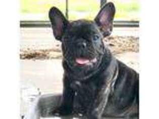 French Bulldog Puppy for sale in Waco, TX, USA