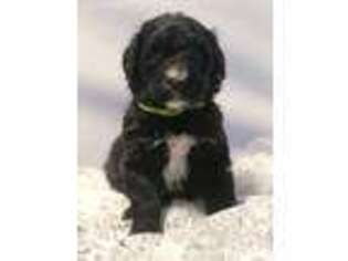 Goldendoodle Puppy for sale in Moultrie, GA, USA