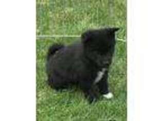 Mutt Puppy for sale in Stratton, CO, USA
