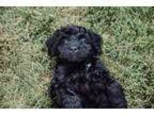 Goldendoodle Puppy for sale in Albany, OR, USA