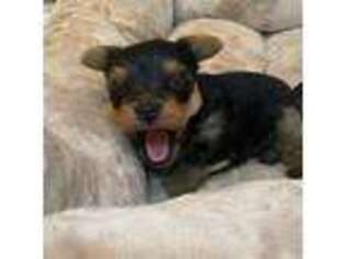 Yorkshire Terrier Puppy for sale in Clanton, AL, USA