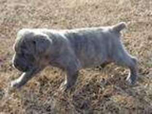 Cane Corso Puppy for sale in Beggs, OK, USA