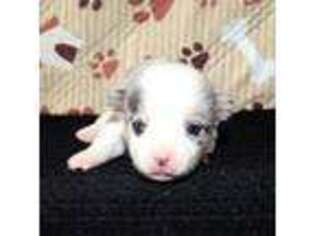 Cardigan Welsh Corgi Puppy for sale in Harmony, NC, USA