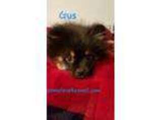 Pomeranian Puppy for sale in Indianola, IA, USA