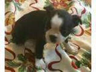 Boston Terrier Puppy for sale in Alliance, OH, USA