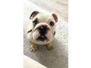 Bulldog Puppy for sale in Royse City, TX, USA