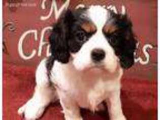 Cavalier King Charles Spaniel Puppy for sale in Cleveland, GA, USA