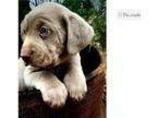 Labrador Retriever Puppy for sale in Tulsa, OK, USA