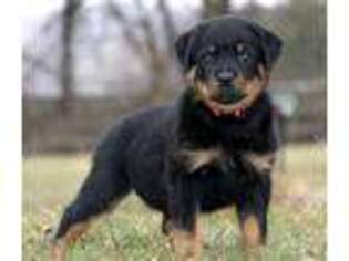 Rottweiler Puppy for sale in Downingtown, PA, USA