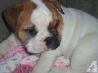 Bulldog Puppy for sale in VONORE, TN, USA