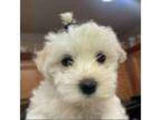 Maltese Puppy for sale in Durham, NC, USA