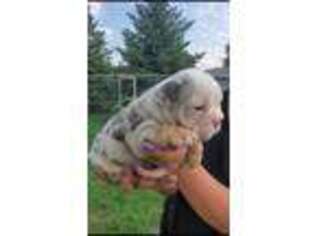 Bulldog Puppy for sale in Leola, SD, USA