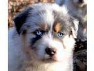 Australian Shepherd Puppy for sale in Falcon, MO, USA