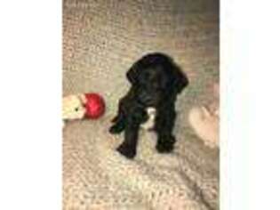 Goldendoodle Puppy for sale in Newhall, IA, USA