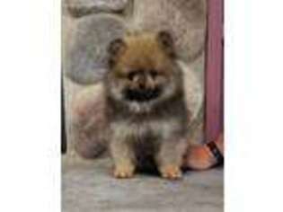 Pomeranian Puppy for sale in Bridgman, MI, USA