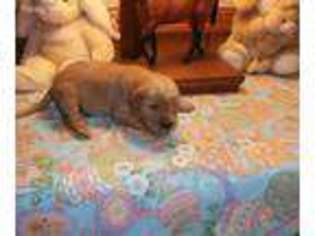 Golden Retriever Puppy for sale in Fairfield, IL, USA