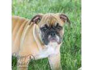 Bulldog Puppy for sale in Topeka, IN, USA