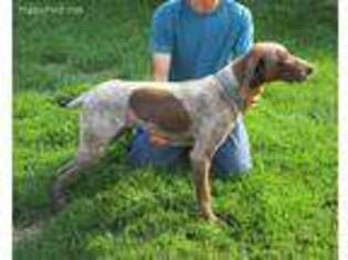 German Shorthaired Pointer Puppy for sale in Readstown, WI, USA