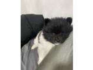 Pomeranian Puppy for sale in Suffolk, VA, USA