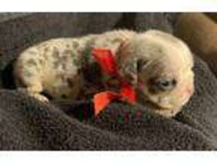 Bulldog Puppy for sale in Keota, OK, USA