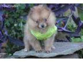 Pomeranian Puppy for sale in Center Ridge, AR, USA