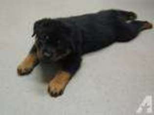 Rottweiler Puppy for sale in BRIDGEVILLE, PA, USA
