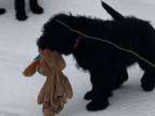 Black Russian Terrier Puppy for sale in Hancock, NY, USA