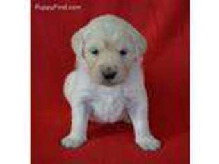 Mutt Puppy for sale in Henryville, IN, USA