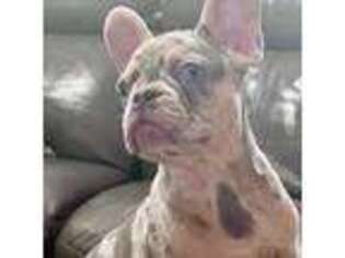 French Bulldog Puppy for sale in Ozone Park, NY, USA