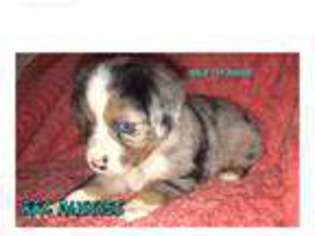 Miniature Australian Shepherd Puppy for sale in Hallsville, TX, USA
