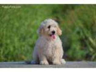 Goldendoodle Puppy for sale in Modesto, CA, USA