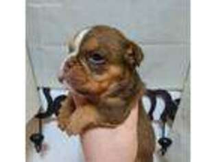 Bulldog Puppy for sale in Scotland, GA, USA