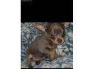 Chihuahua Puppy for sale in Weaverville, NC, USA