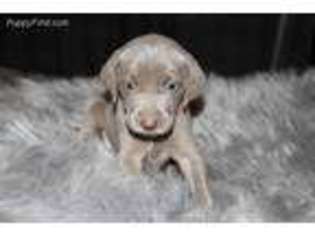 Weimaraner Puppy for sale in Bellmawr, NJ, USA