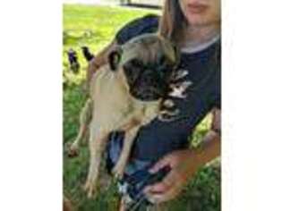 Pug Puppy for sale in New London, MN, USA
