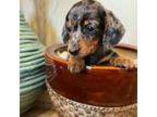 Dachshund Puppy for sale in Rowley, MA, USA