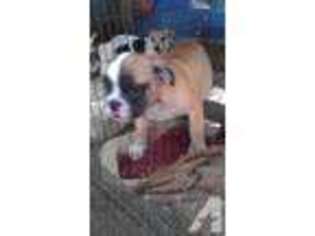 Bulldog Puppy for sale in Edinburg, TX, USA