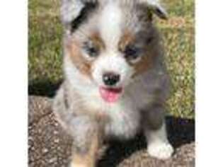 Miniature Australian Shepherd Puppy for sale in Powder Springs, GA, USA