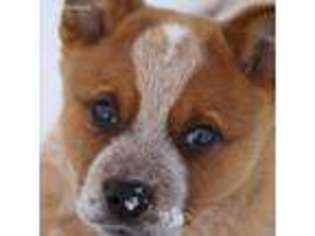 Australian Cattle Dog Puppy for sale in Scranton, PA, USA