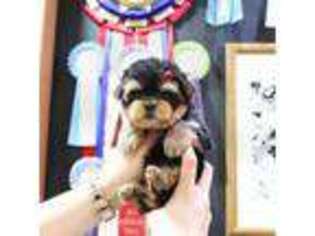 Yorkshire Terrier Puppy for sale in Port Saint Lucie, FL, USA