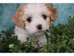 Cavachon Puppy for sale in Camden, IN, USA