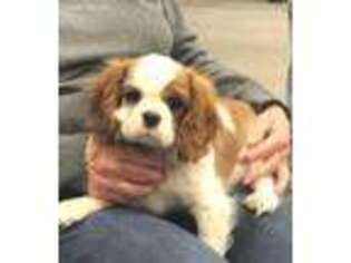 Cavalier King Charles Spaniel Puppy for sale in Clarkston, MI, USA