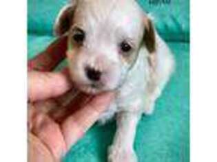 Shih-Poo Puppy for sale in Traverse City, MI, USA