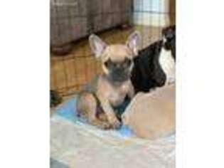 French Bulldog Puppy for sale in Monroe, WA, USA