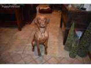 Vizsla Puppy for sale in Cut Bank, MT, USA
